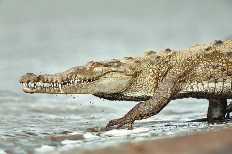 American Crocodile vs American Alligator